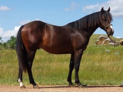 Anyware This Cat <BR> AQHA 5887020